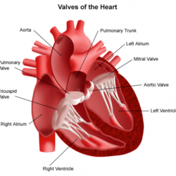 An illustrated diagram with each of the heart's valves labelled.